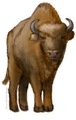 European bison