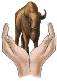 Hands holding European bison