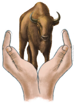 Hands holding European bison
