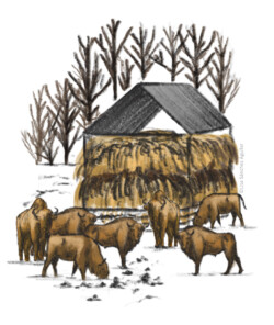 European bison group gathered around feeder in winter