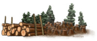 Timber and forest