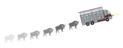 European bison behind truck
