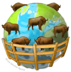 European bison around world with fence around
