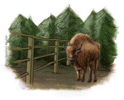 European bison in enclosure next to forest