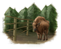 European bison in enclosure next to forest