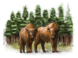 Two European bison in front of forest