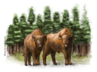 Two European bison in front of forest