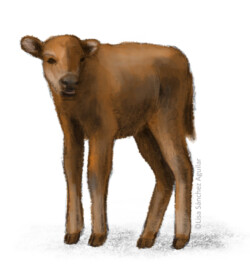 European bison calf