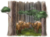 European bison group in forest