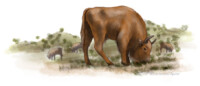 European bison grazing in dunes