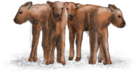 European bison calves