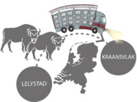 European bison from Lelystad to Kraansvlak