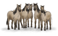 Four konik horses (Equus ferus caballus)