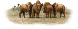 Four European bison in dunes