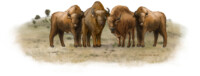 Four European bison in dunes