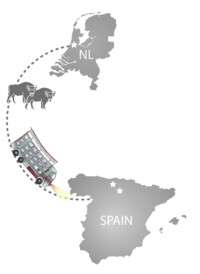 European bison translocation from Netherlands to Spain