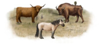 One Scottish highlander, one konik horse and one European bison in dunes