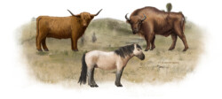 One Scottish highlander, one konik horse and one European bison in dunes
