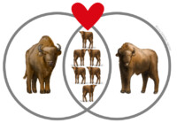 Male and female European bison with six calves