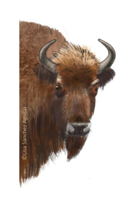 Female European bison