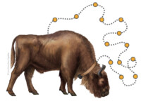 European bison with collar and map points