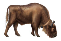 European bison with collar
