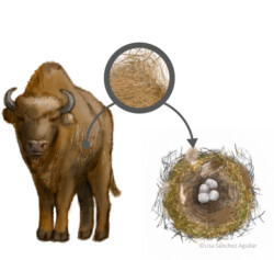 European bison with bird nest