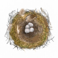 Bird nest