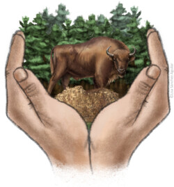 Hands holding haystack, European bison and forest