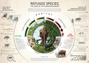 Refugee species the case of the European bison
