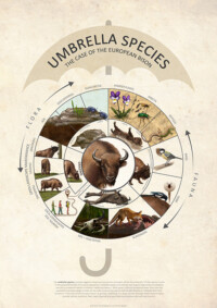 Umbrella species the case of the European bison