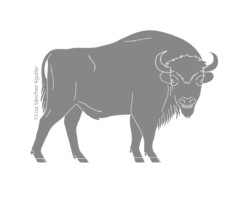 European bison (greyscale flat fill illustration)