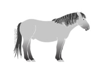 Konik horse (greyscale flat fill illustration)