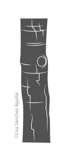 Hawthorn bark (greyscale flat fill illustration)