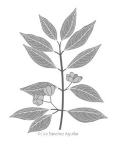 European spindle (greyscale flat fill illustration)