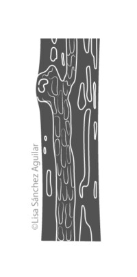 European spindle bark (greyscale flat fill illustration)