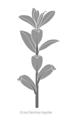 Creeping willow (greyscale flat fill illustration)