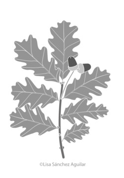 Oak (greyscale flat fill illustration)