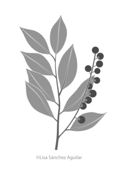 Rum/black cherry (greyscale flat fill illustration)