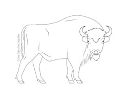 European bison (greyscale linear illustration)