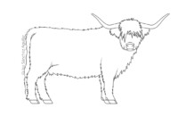 Scottish Highlander (greyscale linear illustration)