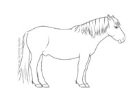 Konik horse (greyscale linear illustration)