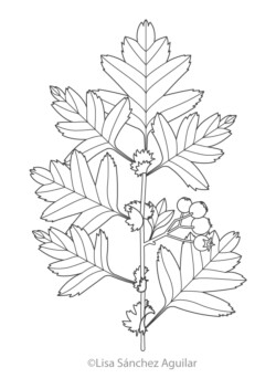 Hawthorn (greyscale linear illustration)
