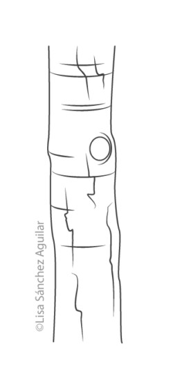 Hawthorn bark (greyscale linear illustration)