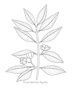 European spindle (greyscale linear illustration)