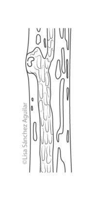 European spindle bark (greyscale linear illustration)