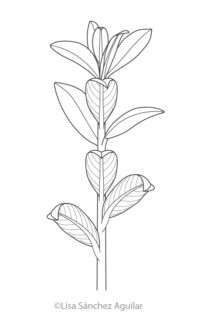 Creeping willow (greyscale linear illustration)