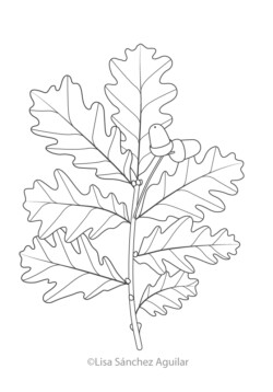 Oak (greyscale linear illustration)