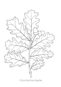 Oak (greyscale linear illustration)
