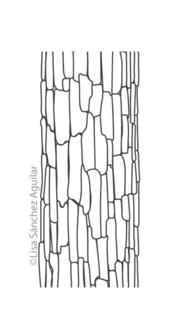 Oak bark (greyscale linear illustration)